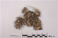 藏品(成長梅衣)的圖片